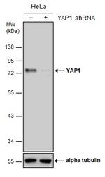 YAP1 Antibody in Western Blot (WB)
