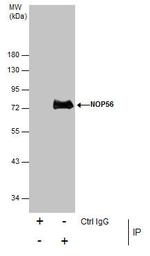 NOP56 Antibody in Immunoprecipitation (IP)