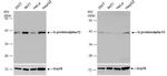 GNA13 Antibody in Western Blot (WB)