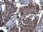 STAG2 Antibody in Immunohistochemistry (Paraffin) (IHC (P))