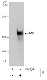 STAG2 Antibody in Immunoprecipitation (IP)