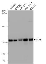STAG2 Antibody in Western Blot (WB)