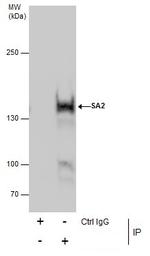 STAG2 Antibody in Immunoprecipitation (IP)