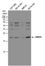 RBBP9 Polyclonal Antibody