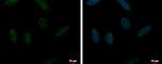 RUVBL2 Polyclonal Antibody