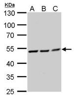 RUVBL2 Antibody in Western Blot (WB)