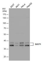 SUGT1 Polyclonal Antibody