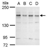 EHMT2 Antibody in Western Blot (WB)