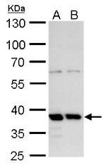 MRG15 Antibody in Western Blot (WB)