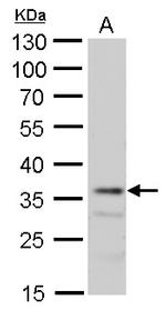 MRG15 Antibody in Western Blot (WB)