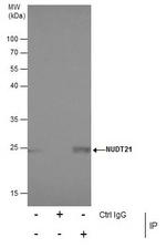 NUDT21 Antibody in Immunoprecipitation (IP)