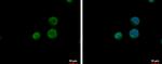 CPSF6 Polyclonal Antibody