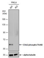 Phospho-CHK2 (Thr68) Antibody in Western Blot (WB)