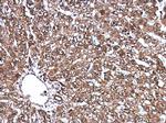 DJ-1 Polyclonal Antibody