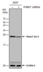 DJ-1 Antibody in Western Blot (WB)
