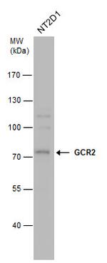 ECD Polyclonal Antibody