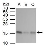 GABARAP Antibody in Western Blot (WB)