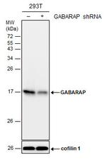 GABARAP Antibody in Western Blot (WB)