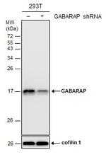 GABARAP Antibody in Western Blot (WB)
