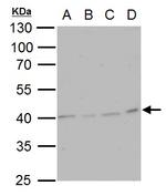 TWF2 Antibody in Western Blot (WB)