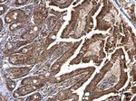 FLAP Antibody in Immunohistochemistry (Paraffin) (IHC (P))