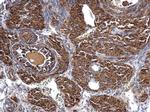 FLAP Antibody in Immunohistochemistry (Paraffin) (IHC (P))