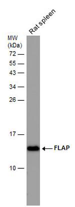 FLAP Antibody in Western Blot (WB)