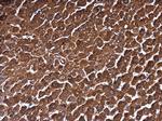 MAT1A Polyclonal Antibody