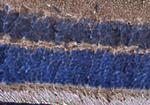 Opsin Blue Polyclonal Antibody