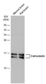Calmodulin Polyclonal Antibody