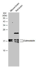 Calmodulin Polyclonal Antibody