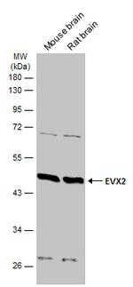 EVX2 Polyclonal Antibody