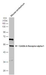 GABRA1 Polyclonal Antibody