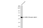 GABRA6 Polyclonal Antibody