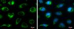 HSPA9 Antibody in Immunocytochemistry (ICC/IF)