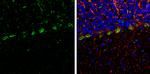 HSPA9 Antibody in Immunohistochemistry (Frozen) (IHC (F))