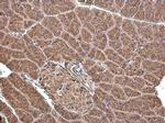 HSPA9 Antibody in Immunohistochemistry (Paraffin) (IHC (P))