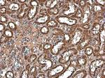 HSPA9 Antibody in Immunohistochemistry (Paraffin) (IHC (P))