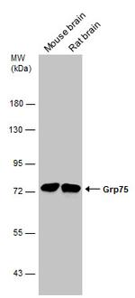 HSPA9 Antibody in Western Blot (WB)