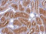 IHH Polyclonal Antibody