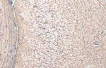 MBP Polyclonal Antibody