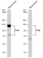 TrkB Antibody in Western Blot (WB)
