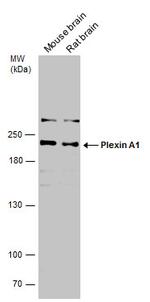 Plexin-A1 Polyclonal Antibody