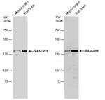 RASGRF1 Polyclonal Antibody
