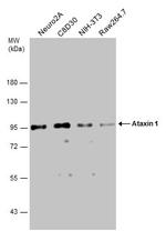 Ataxin 1 Polyclonal Antibody