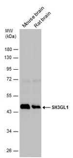 SH3GL1 Antibody in Western Blot (WB)