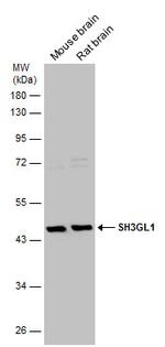SH3GL1 Antibody in Western Blot (WB)