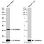 Brachyury Antibody in Western Blot (WB)