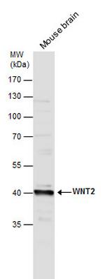 WNT2 Polyclonal Antibody