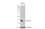 PTGR1 Antibody in Western Blot (WB)